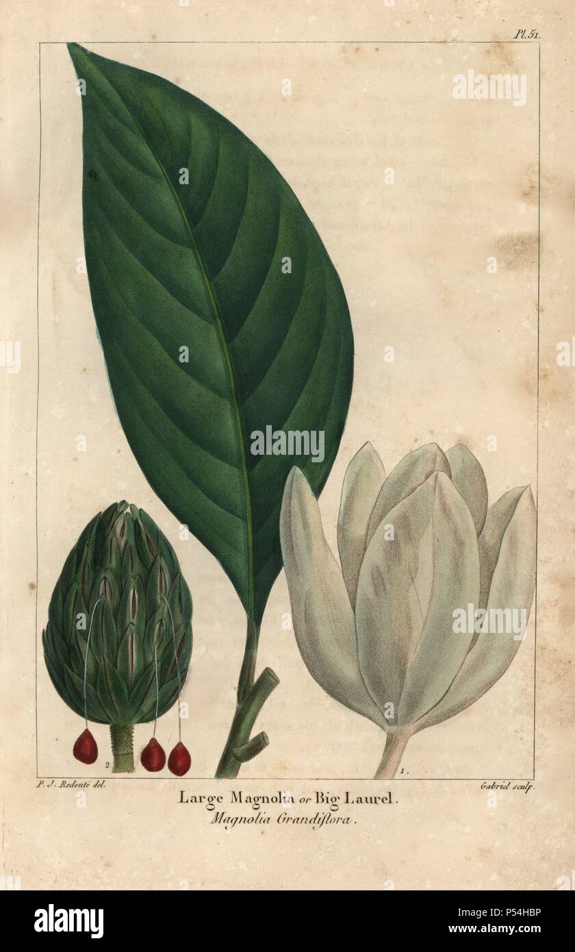 Leaf, cone and flower of the large magnolia tree, big laurel, Magnolia grandiflora. Handcolored stipple engraving from a botanical illustration by Pierre Joseph Redoute, engraved on copper by Gabriel, from Francois Andre Michaux's 'North American Sylva,' Philadelphia, 1857. French botanist Michaux (1770-1855) explored America and Canada in 1785 cataloging its native trees. Stock Photo