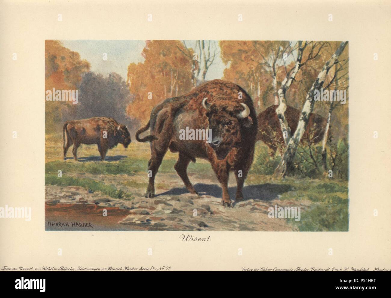 Bison Id Card