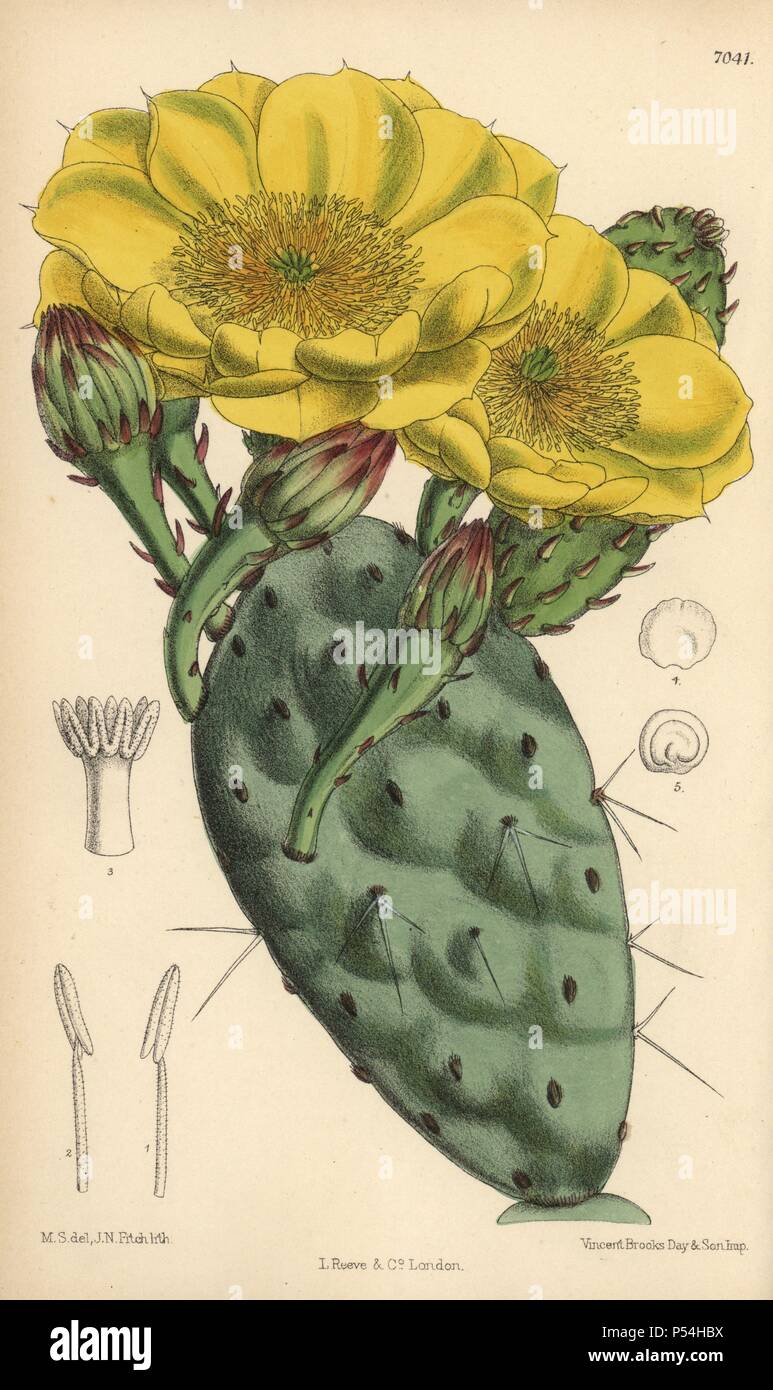 Opuntia rafinesquii, cactus with large yellow flowers, native of the United States of America. Hand-coloured botanical illustration drawn by Matilda Smith and lithographed by J.N. Fitch from Joseph Dalton Hooker's 'Curtis's Botanical Magazine,' 1889, L. Reeve & Co. A second-cousin and pupil of Sir Joseph Dalton Hooker, Matilda Smith (1854-1926) was the main artist for the Botanical Magazine from 1887 until 1920 and contributed 2,300 illustrations. Stock Photo