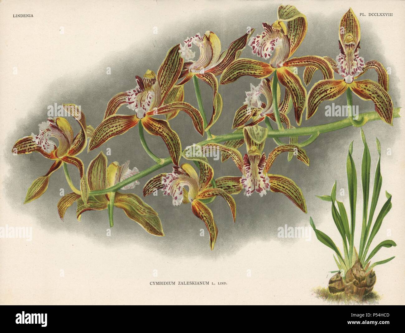 Mr. Zaleski's cymbidium orchid, Cymbidium zaleskianum L. Lind. Illustration drawn by C. de Bruyne and chromolithographed by S. de Leeuw from Lucien Linden's 'Lindenia, Iconographie des Orchidees,' Brussels, 1902. Stock Photo