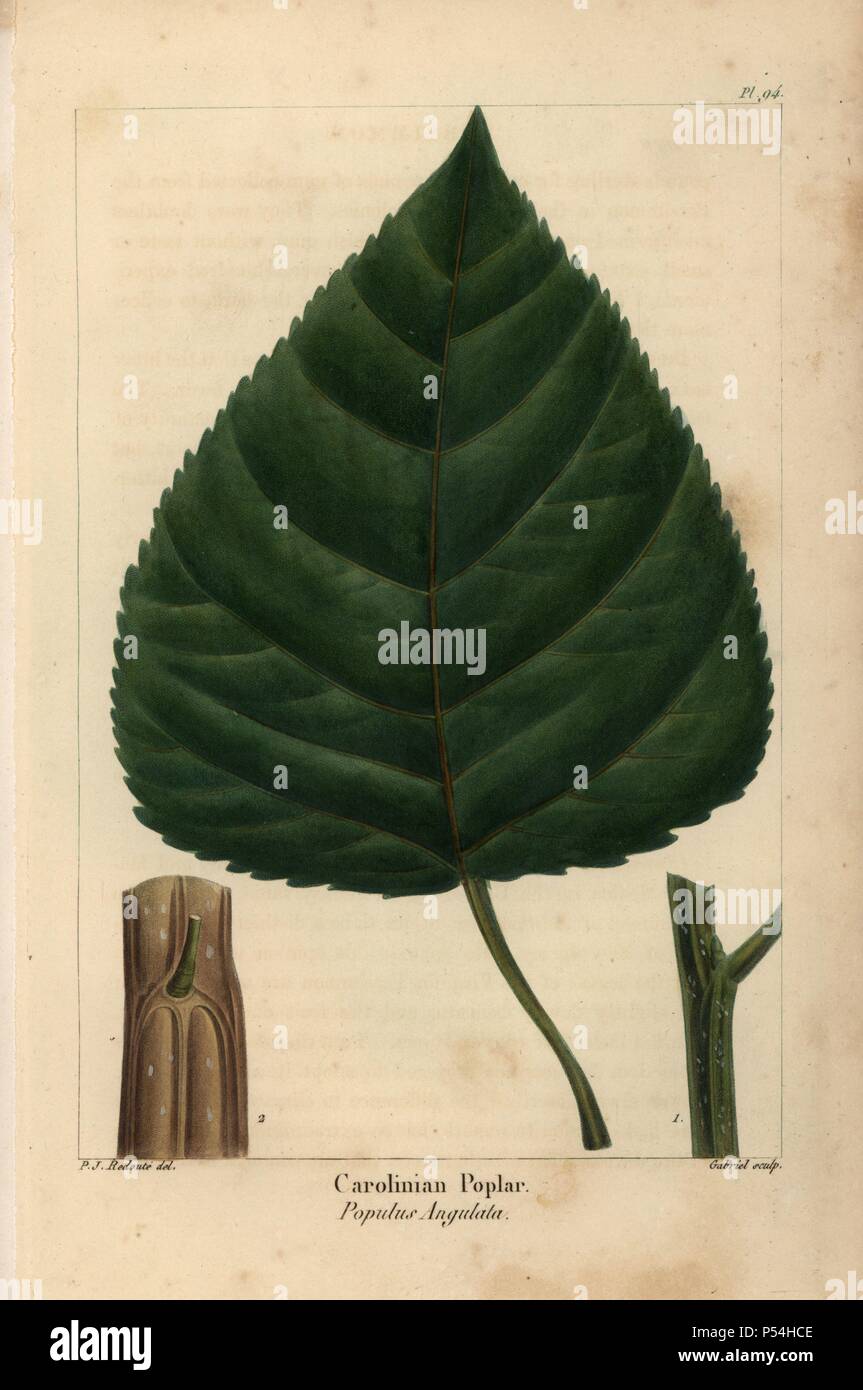Leaf, shoot and bark of the Carolinian poplar, Populus angulata. Handcolored stipple engraving from a botanical illustration by Pierre Joseph Redoute, engraved on copper by Gabriel, from Francois Andre Michaux's 'North American Sylva,' Philadelphia, 1857. French botanist Michaux (1770-1855) explored America and Canada in 1785 cataloging its native trees. Stock Photo