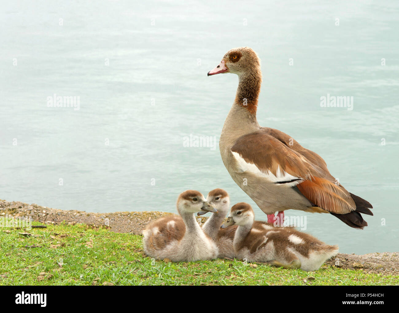 One adult Egyptian Goose with baby geese huddled on green grass next to a calm lake. Egyptian geese were considered sacred by the Ancient Egyptians, a Stock Photo