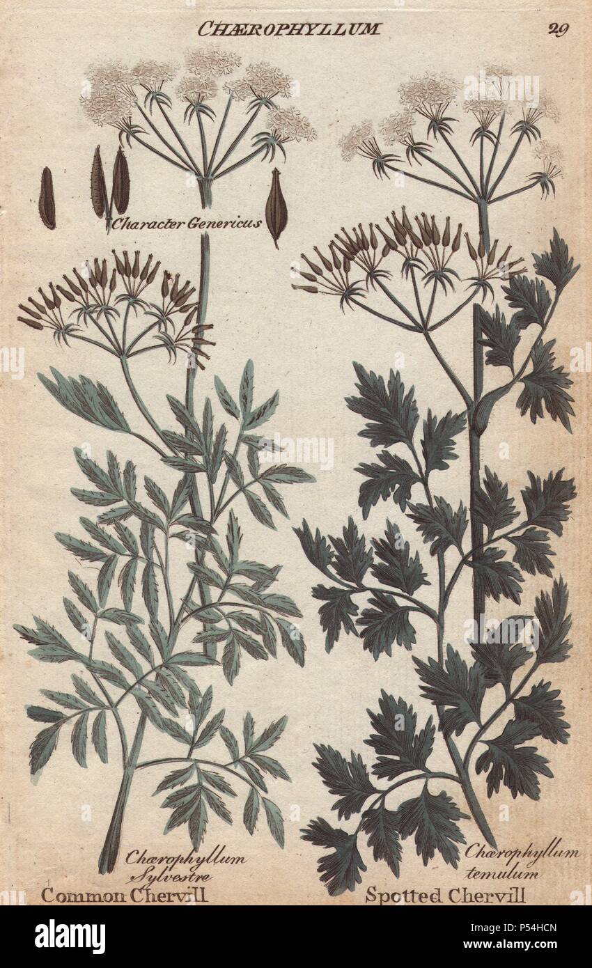 Common chervil, Chaerophyllum sylvestre, Anthriscus sylvestris, and spotted or rough chervil, Chaerophyllum temulum. Handcoloured copperplate engraving from Joshua Hamilton's 'Culpeper's English Family Physician' 1792. Nicholas Culpeper (1616-1654) was an English botanist, herbalist and astrologer famous for his 'Complete Herbal' of 1653. Stock Photo