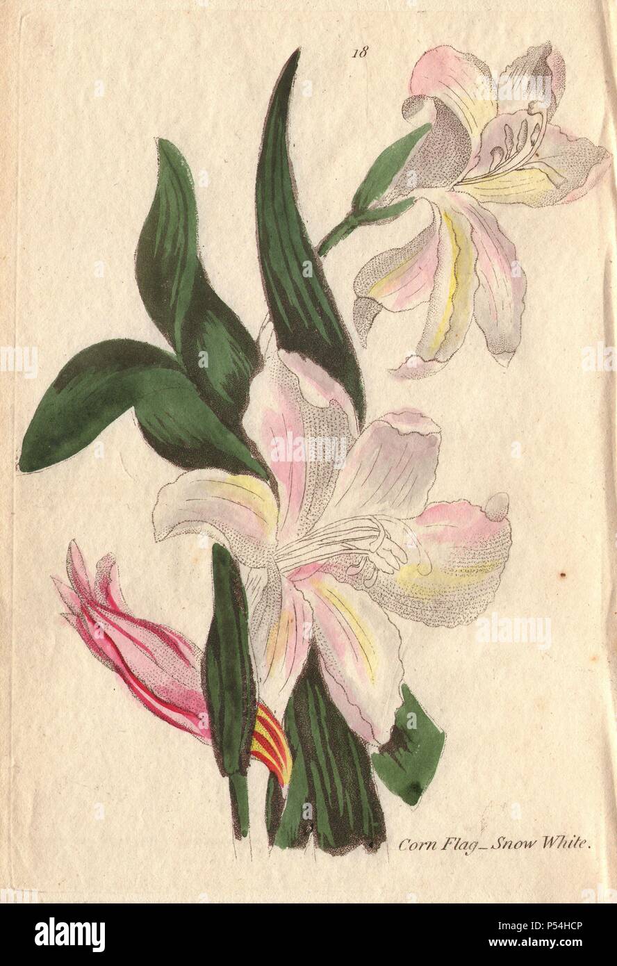 Snow-white cornflag, Gladiolus blandus (var. B), with white flowers tinged with pink and yellow.. Illustration by Henrietta Moriarty from 'Fifty Plates of Greenhouse Plants' (1807), a re-issue of her own 'Viridarium' (1806), with handcoloured copperplate engravings. Moriarty was a colonel's widow who turned to writing novels and illustrating botanical books to support her four children. Stock Photo