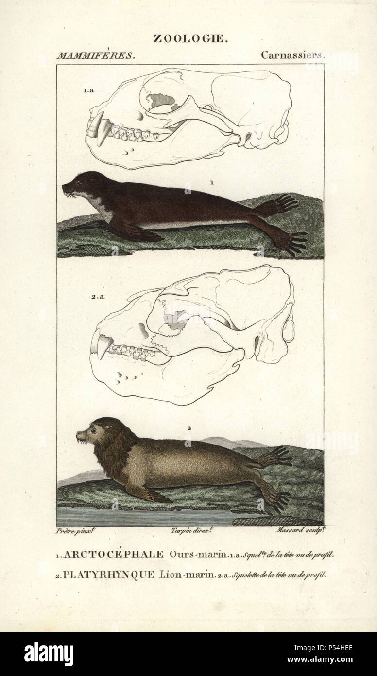 Fur seal species, (Arctocephalus gazella?), and Steller sea lion, Eumetopias jubatus (endangered). Handcoloured copperplate stipple engraving from Frederic Cuvier's 'Dictionary of Natural Science: Mammals,' Paris, France, 1816. Illustration by J. G. Pretre, engraved by Massard, directed by Pierre Jean-Francois Turpin, and published by F.G. Levrault. Jean Gabriel Pretre (17801845) was painter of natural history at Empress Josephine's zoo and later became artist to the Museum of Natural History. Turpin (1775-1840) is considered one of the greatest French botanical illustrators of the 19th centu Stock Photo