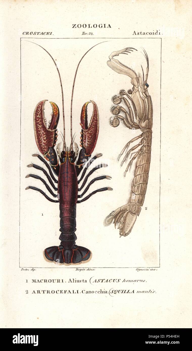 Spiny lobster, Panulirus homarus, and mantis shrimp, Squilla mantis. Handcoloured copperplate stipple engraving from Jussieu's 'Dictionary of Natural Science,' Florence, Italy, 1837. Illustration by J. G. Pretre, engraved by Cignozzi, directed by Pierre Jean-Francois Turpin, and published by Batelli e Figli. Jean Gabriel Pretre (17801845) was painter of natural history at Empress Josephine's zoo and later became artist to the Museum of Natural History. Stock Photo