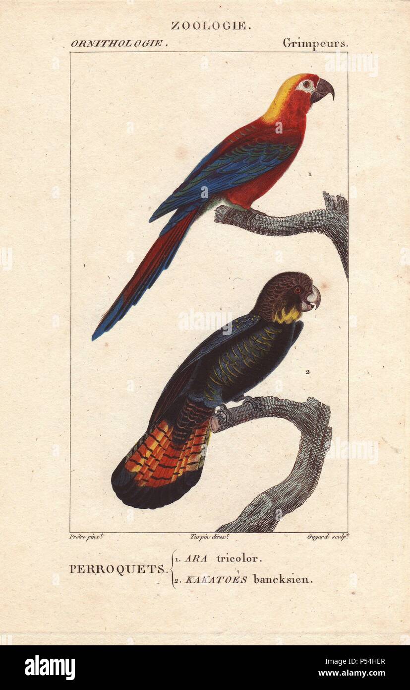 Cuban red macaw, Ara tricolor, extinct, and red-tailed black cockatoo Calyptorhynchus banksii. Handcoloured stipple engraving by Guyard from an illustration by Jean-Gabriel Pretre directed by Turpin from Jussieu's 'Dictionnaire des Sciences Naturelles,' Paris, Levrault, 1816-1830. The ornithological section was edited by Charles Sainte-Croix. Pretre (17801845) was painter of natural history at Empress Josephine's zoo and later became artist to the Museum of Natural History. Stock Photo