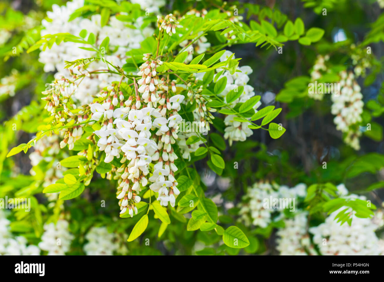 Robinia pseudoacacia, commonly known in its native territory as black locust Stock Photo