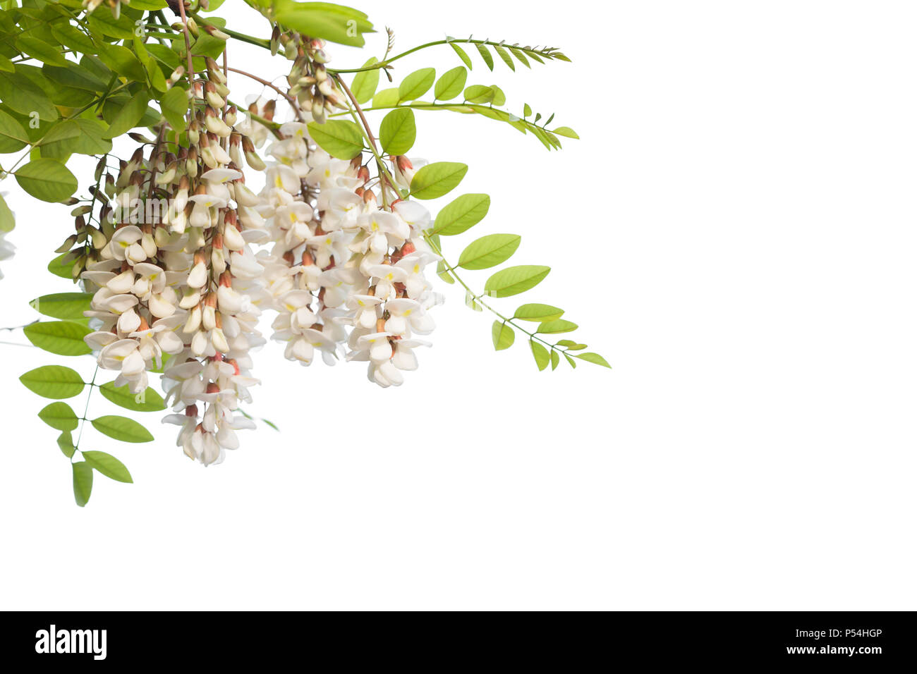 White flowers on branch of Robinia pseudoacacia or black locust isolated on white background Stock Photo