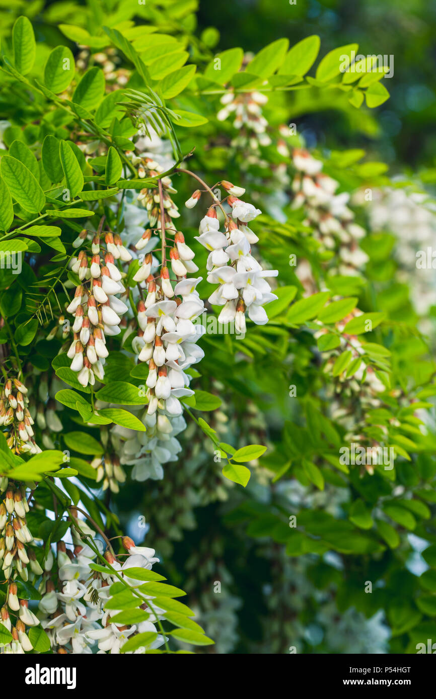 Robinia pseudoacacia in bloom, commonly known in its native territory as black locust Stock Photo