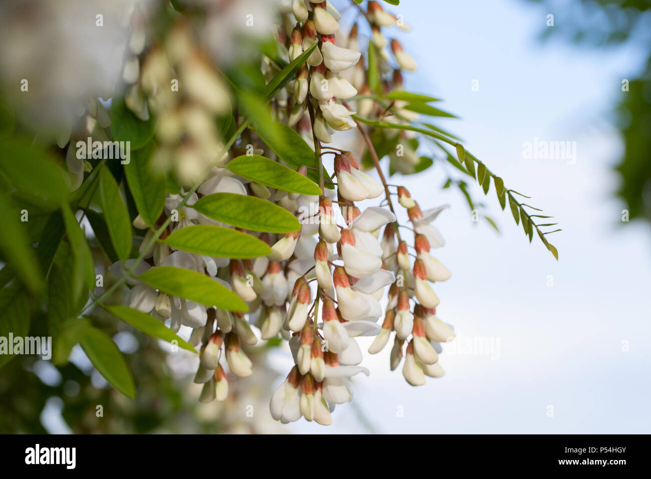 Flowers of robinia pseudoacacia, commonly known in its native territory as black locust over blue sky background Stock Photo