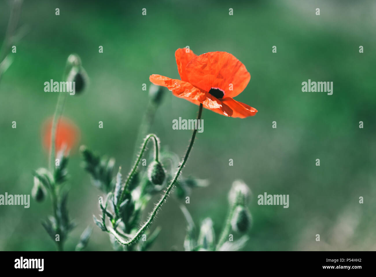 Red opium poppy flower. Close-up photo with selective soft focus Stock Photo