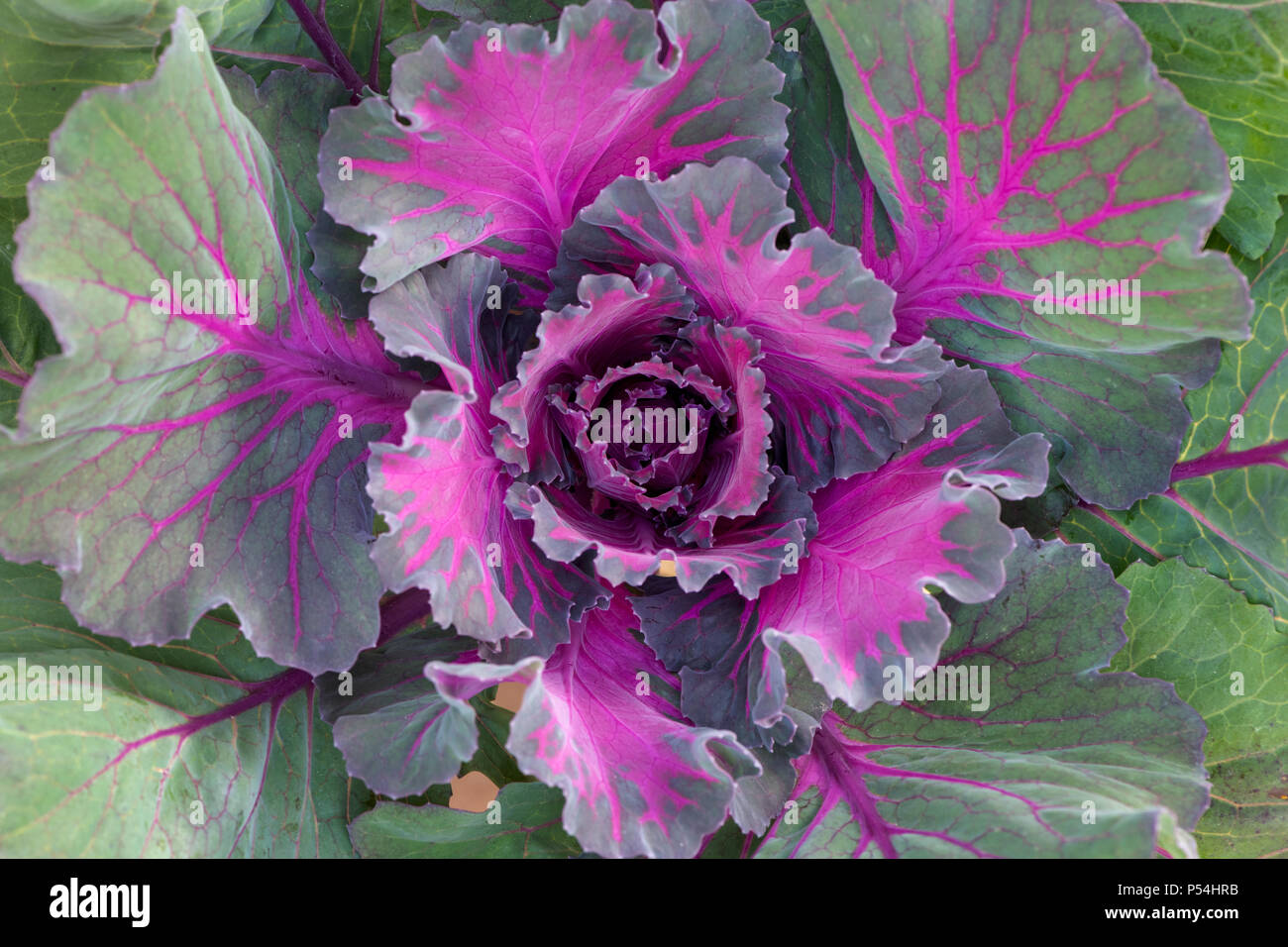 Brassica oleracea. Cabbage Northern Lights F1 Hybrid. Ornamental cabbage pattern Stock Photo