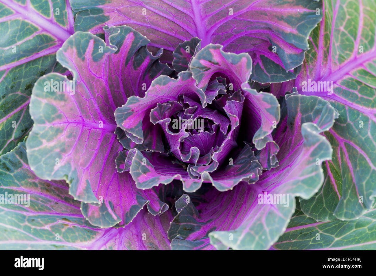 Brassica oleracea. Cabbage Northern Lights F1 Hybrid. Ornamental cabbage pattern Stock Photo
