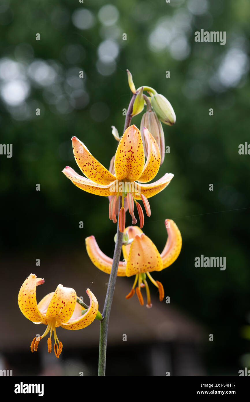 Lilium Martagon ‘Hansonii’.  Hanson's lily flowers. Japanese turk's-cap lily. Selective focus. Stock Photo