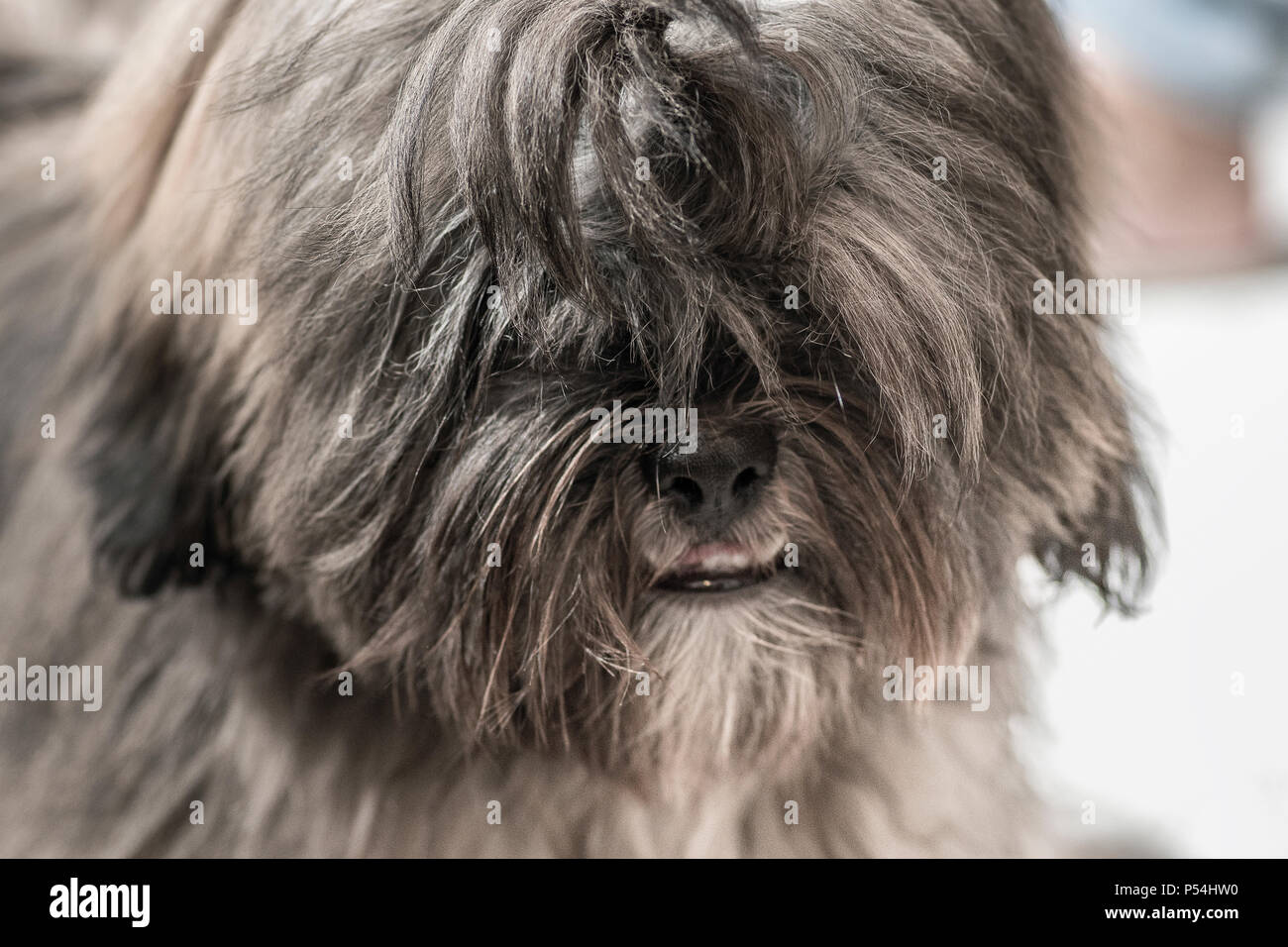 Lhasa Apso Puppy Stock Photos Lhasa Apso Puppy Stock Images Alamy