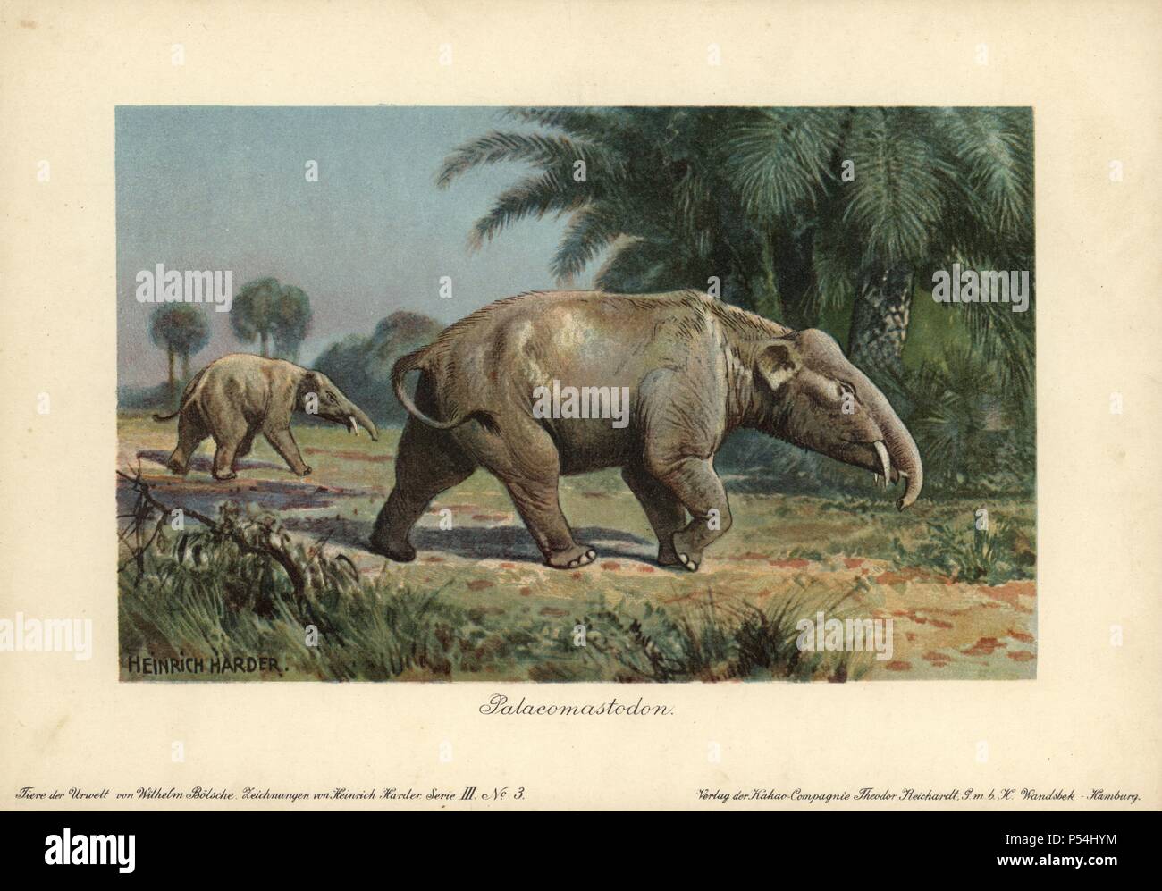 The hoe tusker, or Deinotherium (terrible beast),was a prehistoric  relative of Elephants with strange downward-curving tusks from its lower  jaws Stock Photo - Alamy