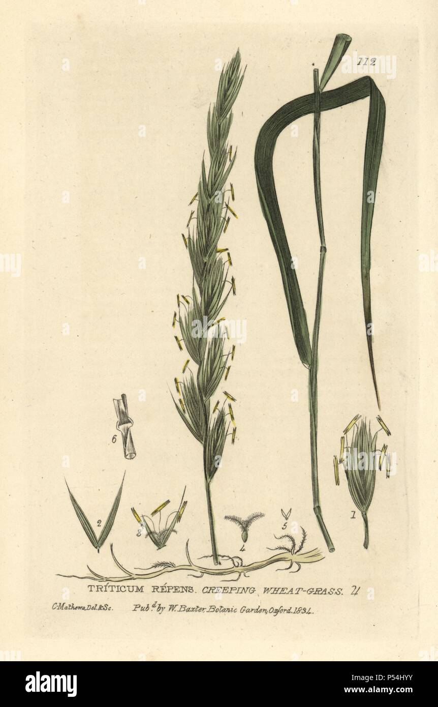 Creeping wheat grass, Triticum repens. Handcoloured copperplate drawn and engraved by Charles Mathews from William Baxter's 'British Phaenogamous Botany' 1834. Scotsman William Baxter (1788-1871) was the curator of the Oxford Botanic Garden from 1813 to 1854. Stock Photo