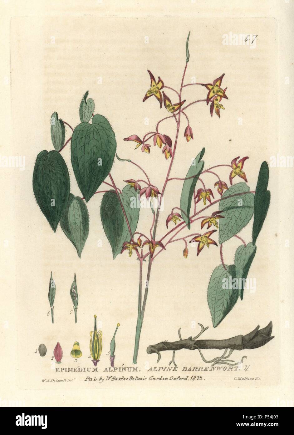 Alpine barrenwort, Epimedium alpinum. Handcoloured copperplate engraving from a drawing by W.A. Delamott from William Baxter's "British Phaenogamous Botany" 1834. Scotsman William Baxter (1788-1871) was the curator of the Oxford Botanic Garden from 1813 to 1854. Stock Photo