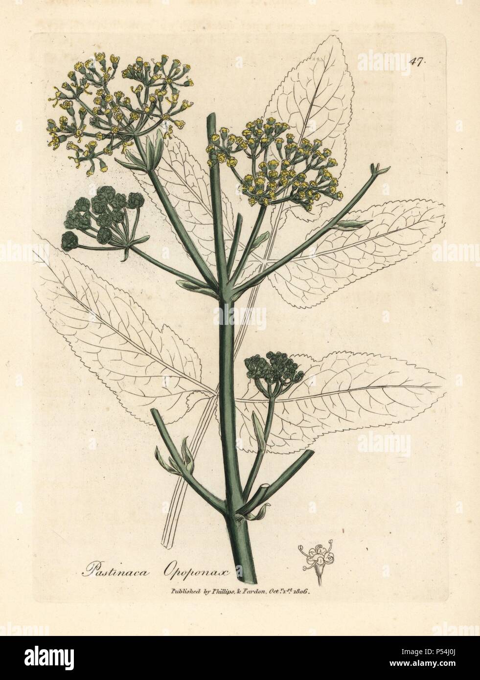 Yellow flowered opopanax or rough parsnep, Pastinaca opopanax. Handcolored copperplate engraving from a botanical illustration by James Sowerby from William Woodville and Sir William Jackson Hooker's 'Medical Botany' 1832. The tireless Sowerby (1757-1822) drew over 2,500 plants for Smith's mammoth 'English Botany' (1790-1814) and 440 mushrooms for 'Coloured Figures of English Fungi ' (1797) among many other works. Stock Photo