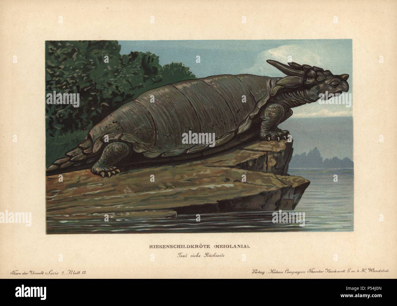 Meiolania, extinct genus of cryptodire turtle from the Oligocene to  Holocene. Colour printed (chromolithograph) illustration by F. John from  
