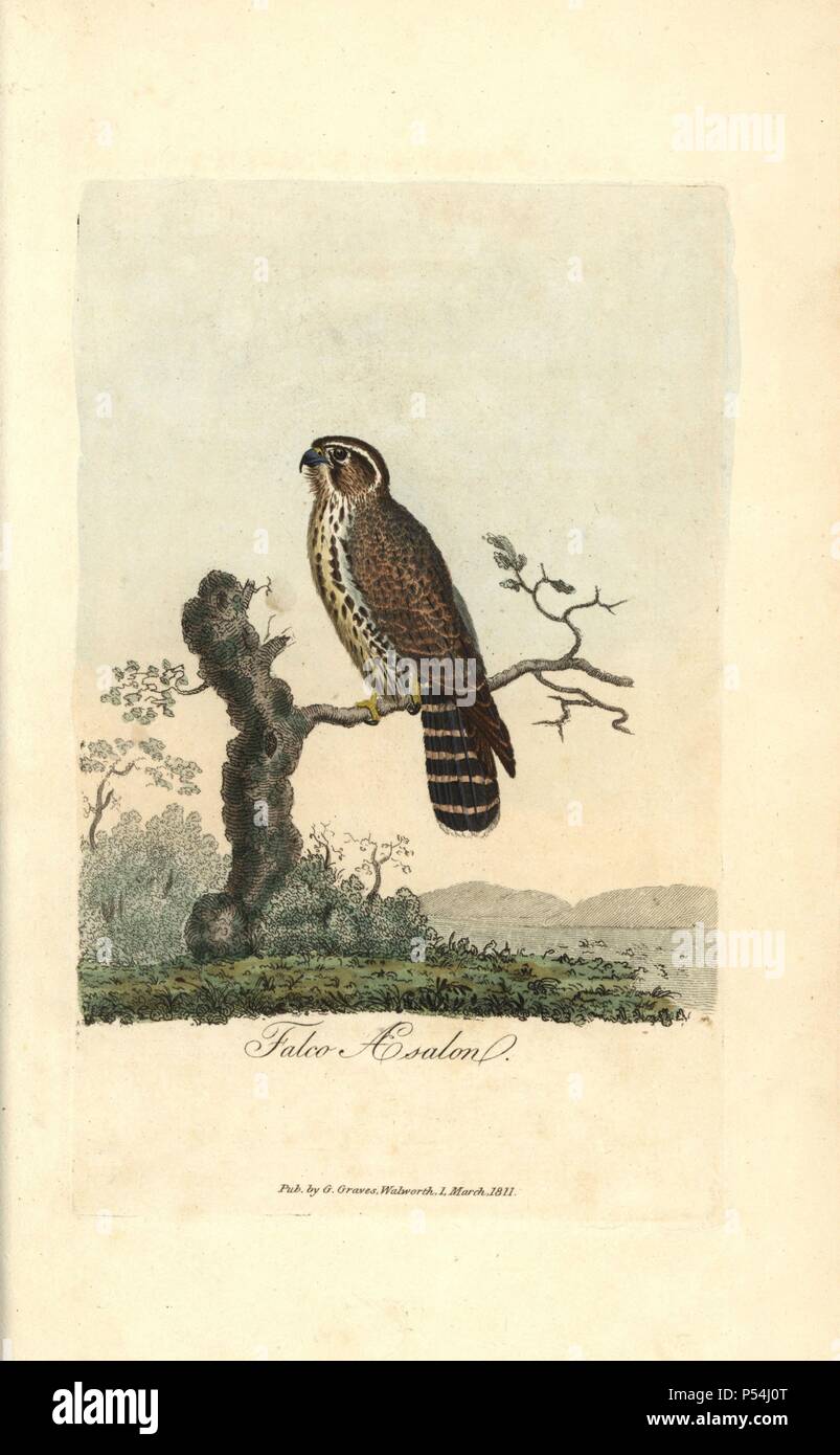 Merlin, Falco aesalon, Falco columbarius. Handcoloured copperplate engraving by George Graves from 'British Ornithology' 1811. Graves was a bookseller, publisher, artist, engraver and colorist and worked on botanical and ornithological books. Stock Photo