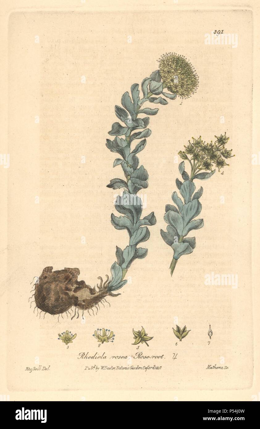 Rose root, Rhodiola rosea. Handcoloured copperplate engraved by Charles Mathews from a drawing by Isaac Russell from William Baxter's 'British Phaenogamous Botany,' Oxford, 1840. Scotsman William Baxter (1788-1871) was the curator of the Oxford Botanic Garden from 1813 to 1854. Stock Photo