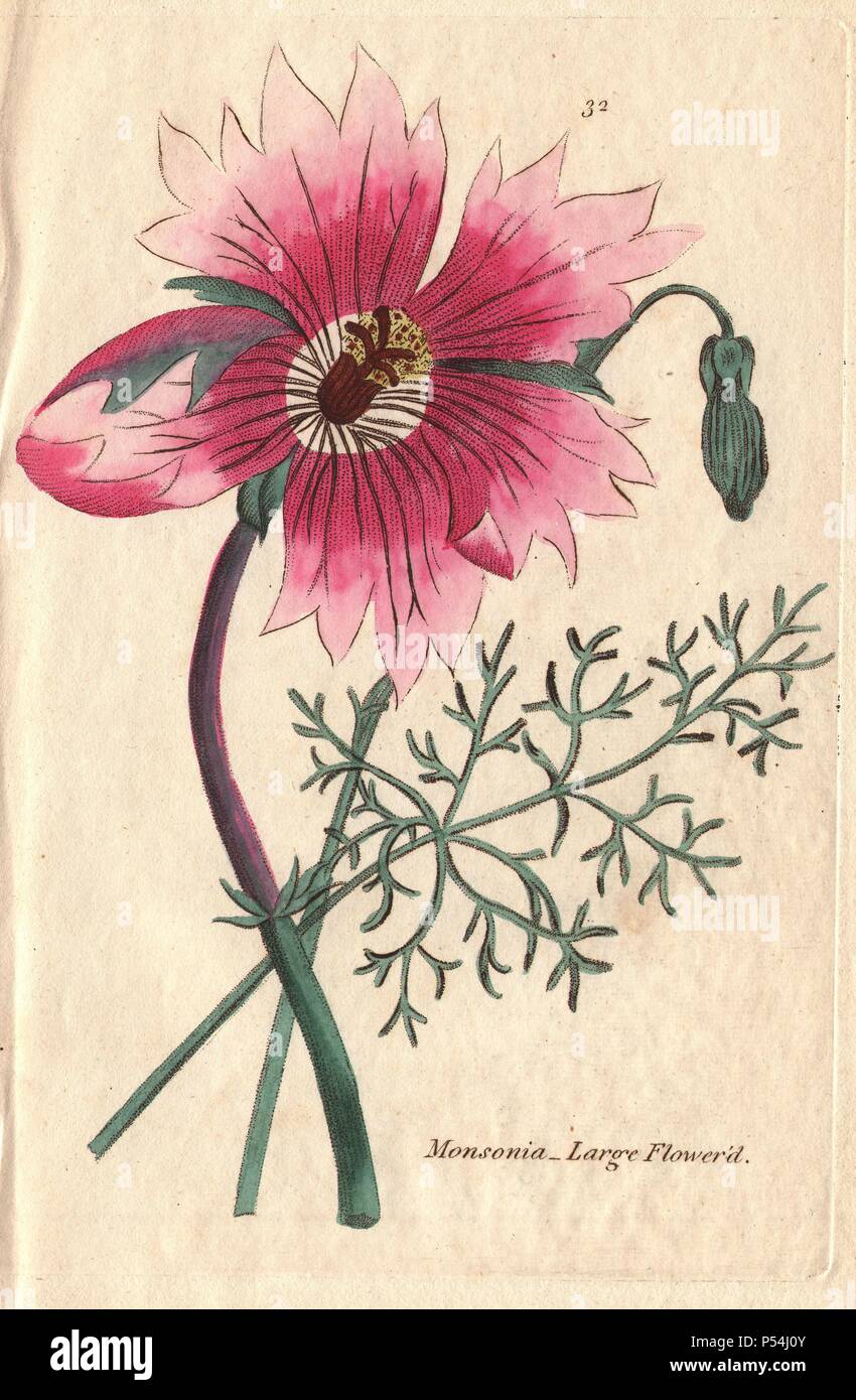 Large-flowered monsonia, Monsonia speciosa, with large pink flowers. A native of the Cape, South Africa.. Illustration by Henrietta Moriarty from 'Fifty Plates of Greenhouse Plants' (1807), a re-issue of her own 'Viridarium' (1806), with handcoloured copperplate engravings. Moriarty was a colonel's widow who turned to writing novels and illustrating botanical books to support her four children. Stock Photo
