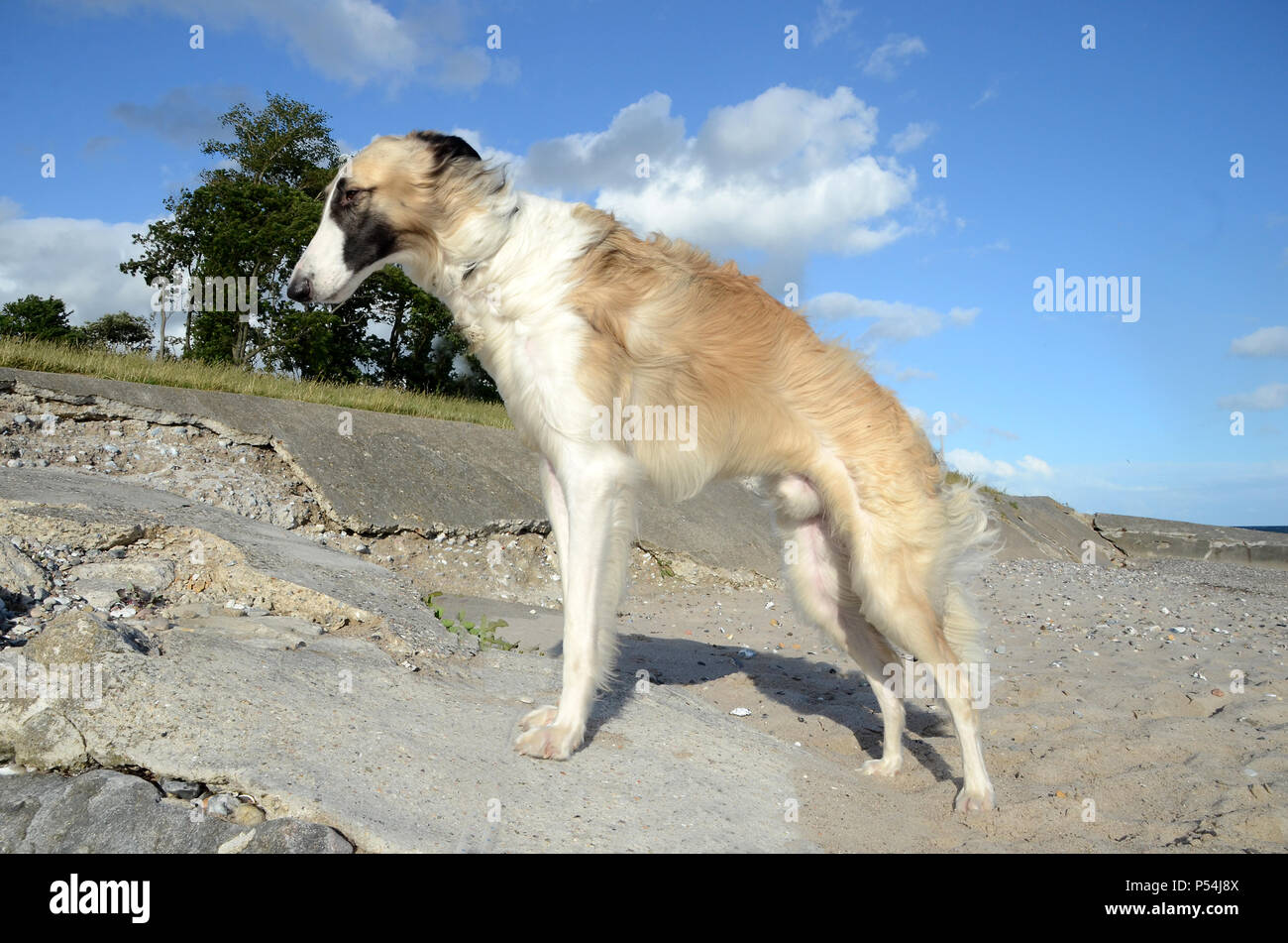 Young male borzoi stands at a beach, seen from a rather low angle. Stock Photo