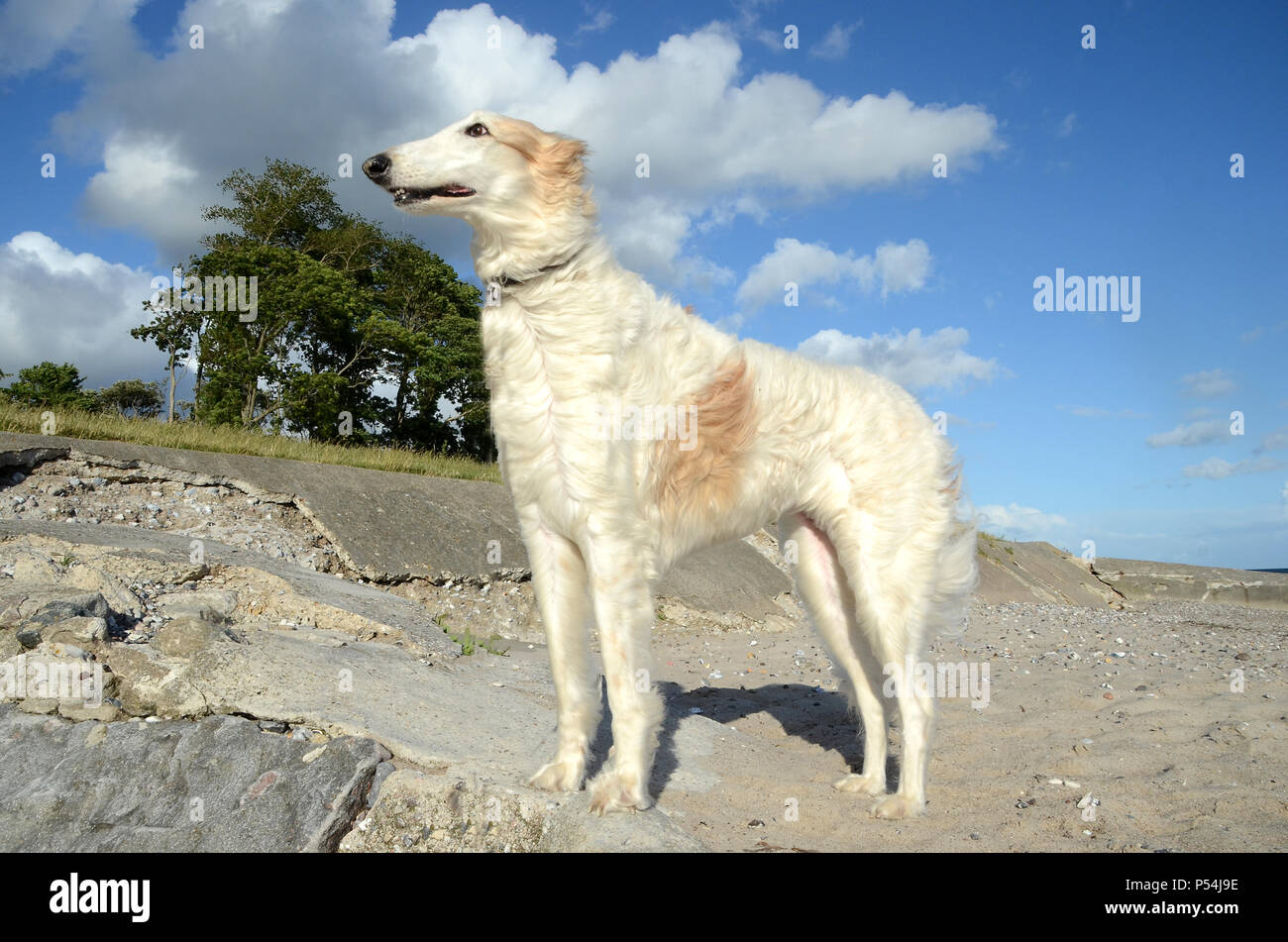 Elder female borzoi stands at a beach, seen from a rather low angle. Stock Photo