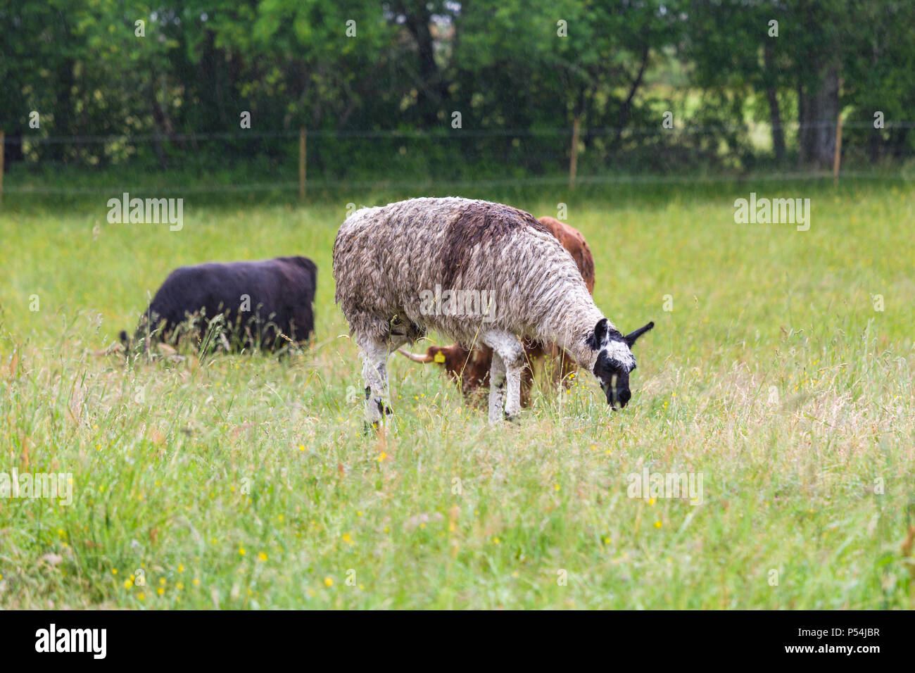 Lama and cows grazing on grass in a field Stock Photo