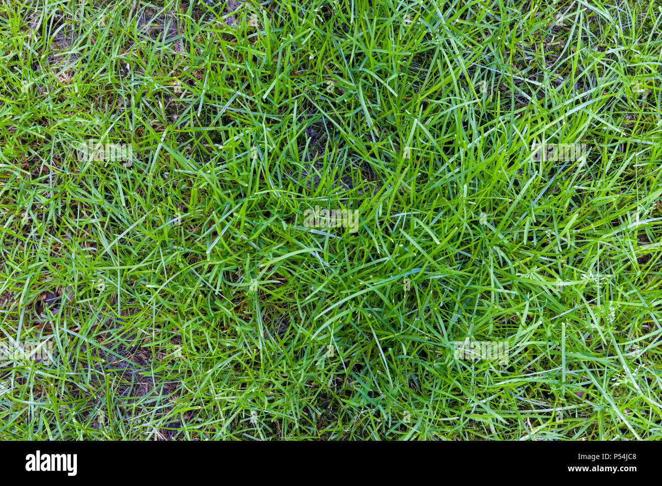 High angle view of fresh wet medium length colourful vivid green grass Stock Photo