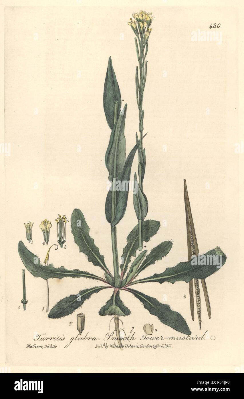 Smooth tower-mustard, Turritis glabra. Handcoloured copperplate drawn and engraved by Charles Mathews from William Baxter's 'British Phaenogamous Botany,' Oxford, 1841. Scotsman William Baxter (1788-1871) was the curator of the Oxford Botanic Garden from 1813 to 1854. Stock Photo