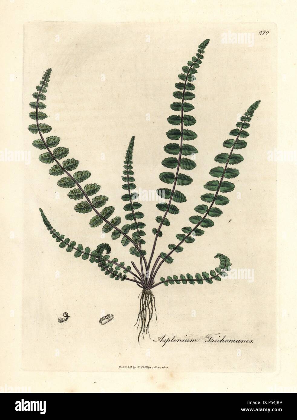 Common maidenhair fern or spleenwort, Asplenium trichomanes. Handcoloured copperplate engraving from a botanical illustration by James Sowerby from William Woodville and Sir William Jackson Hooker's 'Medical Botany,' John Bohn, London, 1832. The tireless Sowerby (1757-1822) drew over 2, 500 plants for Smith's mammoth 'English Botany' (1790-1814) and 440 mushrooms for 'Coloured Figures of English Fungi ' (1797) among many other works. Stock Photo