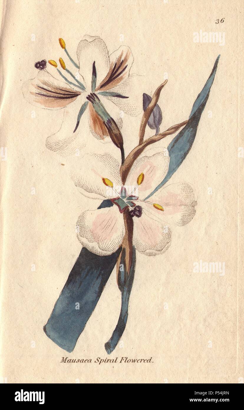 Spiral-flowered moraea, Moraea spiralis, with white flowers tinged with pink.. Illustration by Henrietta Moriarty from 'Fifty Plates of Greenhouse Plants' (1807), a re-issue of her own 'Viridarium' (1806), with handcoloured copperplate engravings. Moriarty was a colonel's widow who turned to writing novels and illustrating botanical books to support her four children. Stock Photo