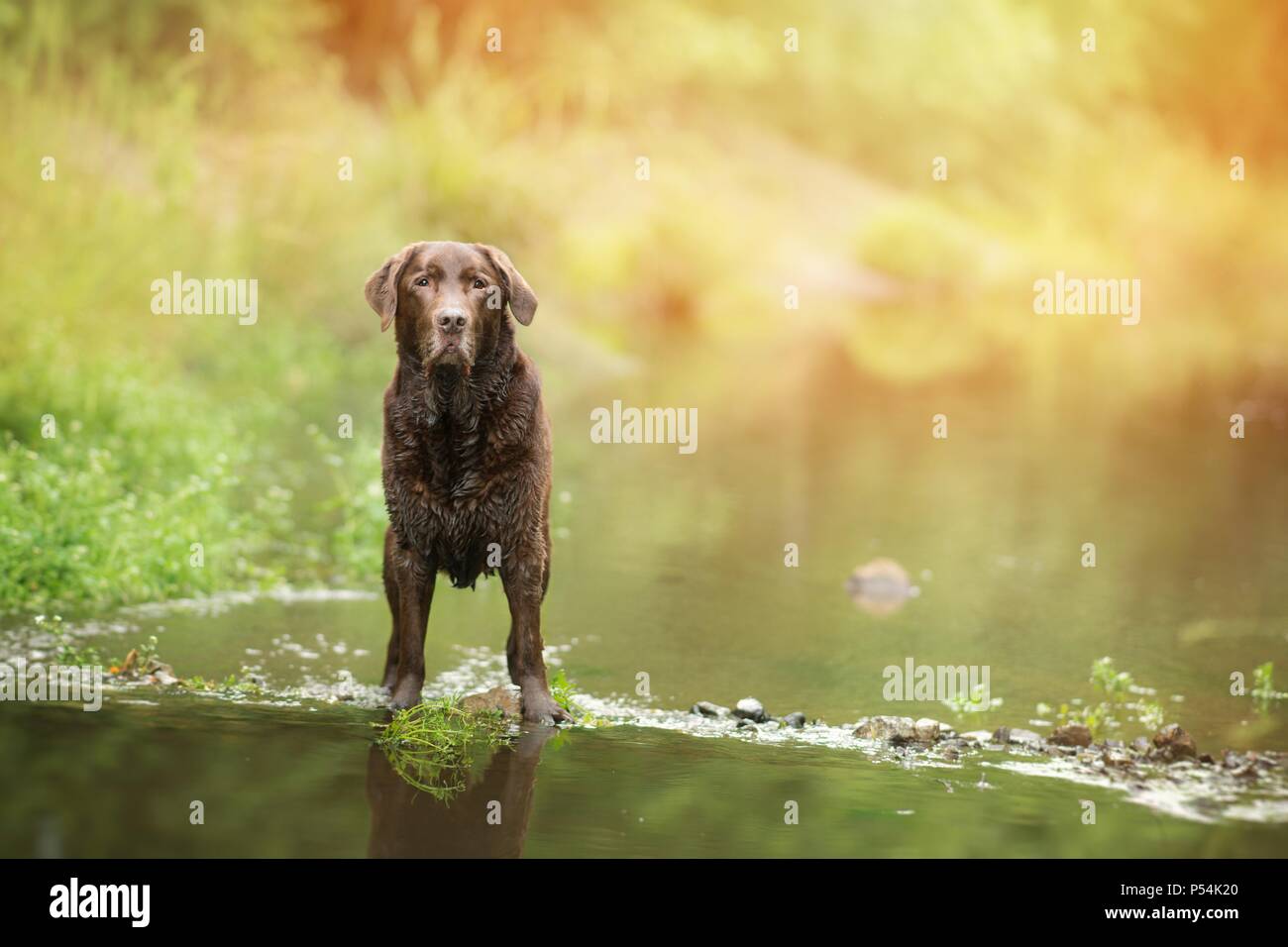old Labrador Retriever Stock Photo Alamy