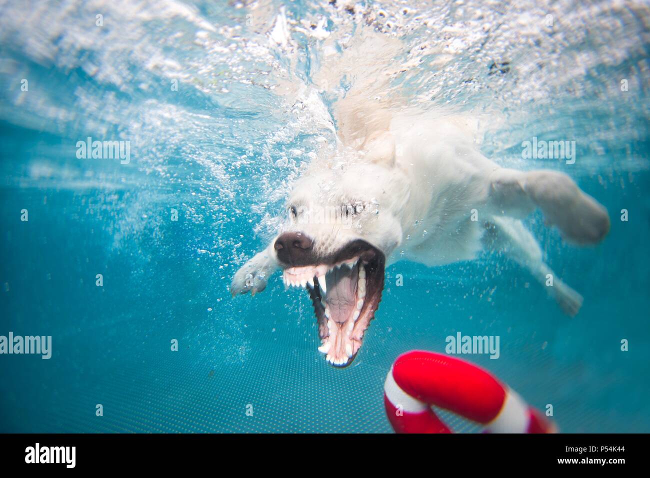 diving Labrador Retriever Stock Photo Alamy