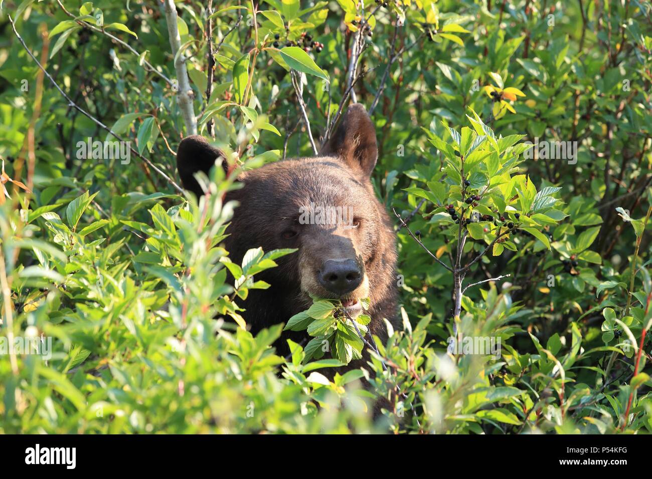 Sun bear eat hi-res stock photography and images - Alamy