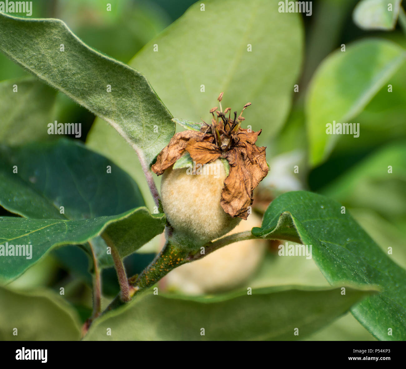 Eriobotrya japonica. young green fruit of the Japanese medlar on the branches. Loquat Young fruit. Loquat tree with immature fruit Stock Photo