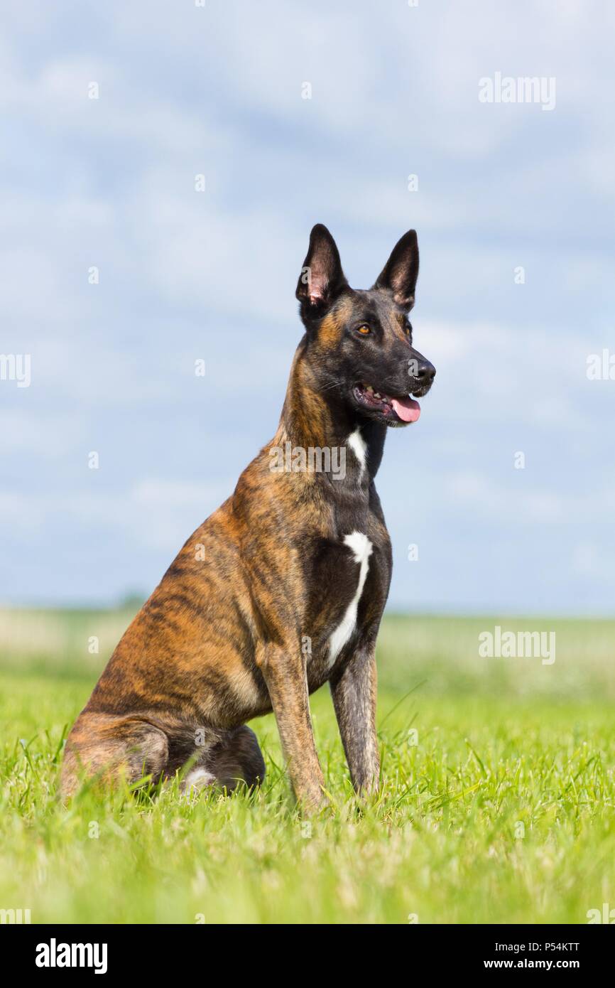 Duitse Dog Leeftijd | TikTok, image size:866x1390