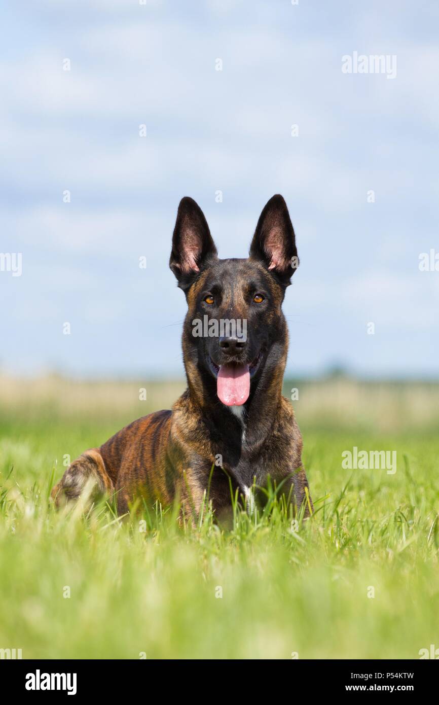 Duitse herder en puppy spelen voor het eerst samen | Watch, image size:866x1390