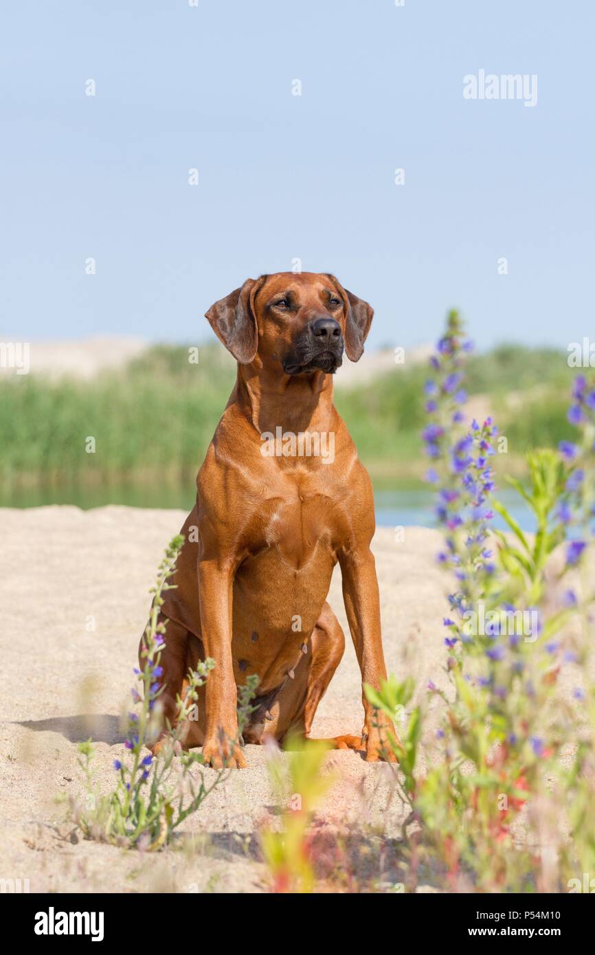 Sitting African Rhodesian Ridgeback sitting Rhodesian Ridgeback Stock Photo - Alamy
