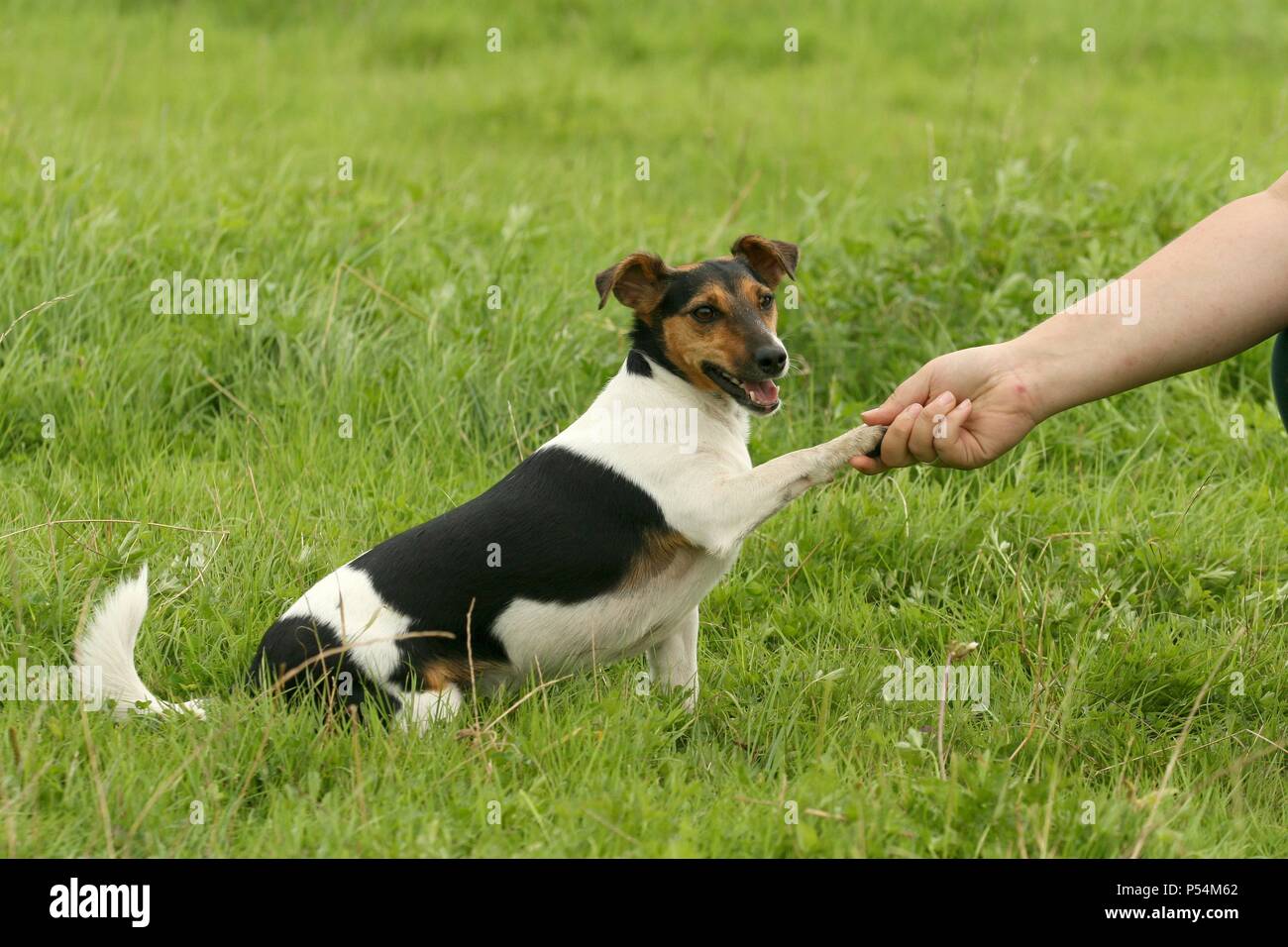 Jack Russell Terrier gives paw Stock Photo Alamy