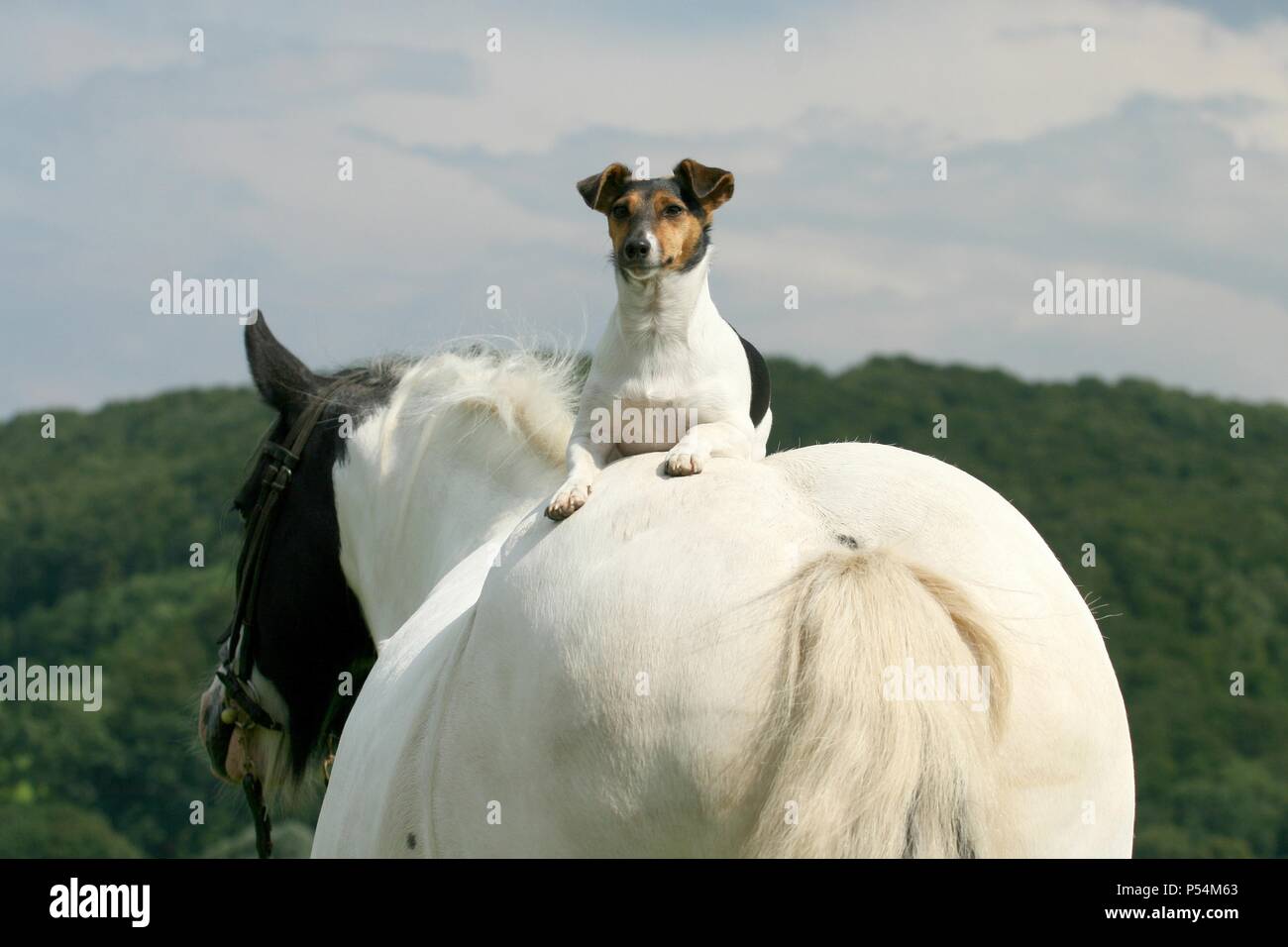 Jack Russell Terrier and horse Stock Photo Alamy