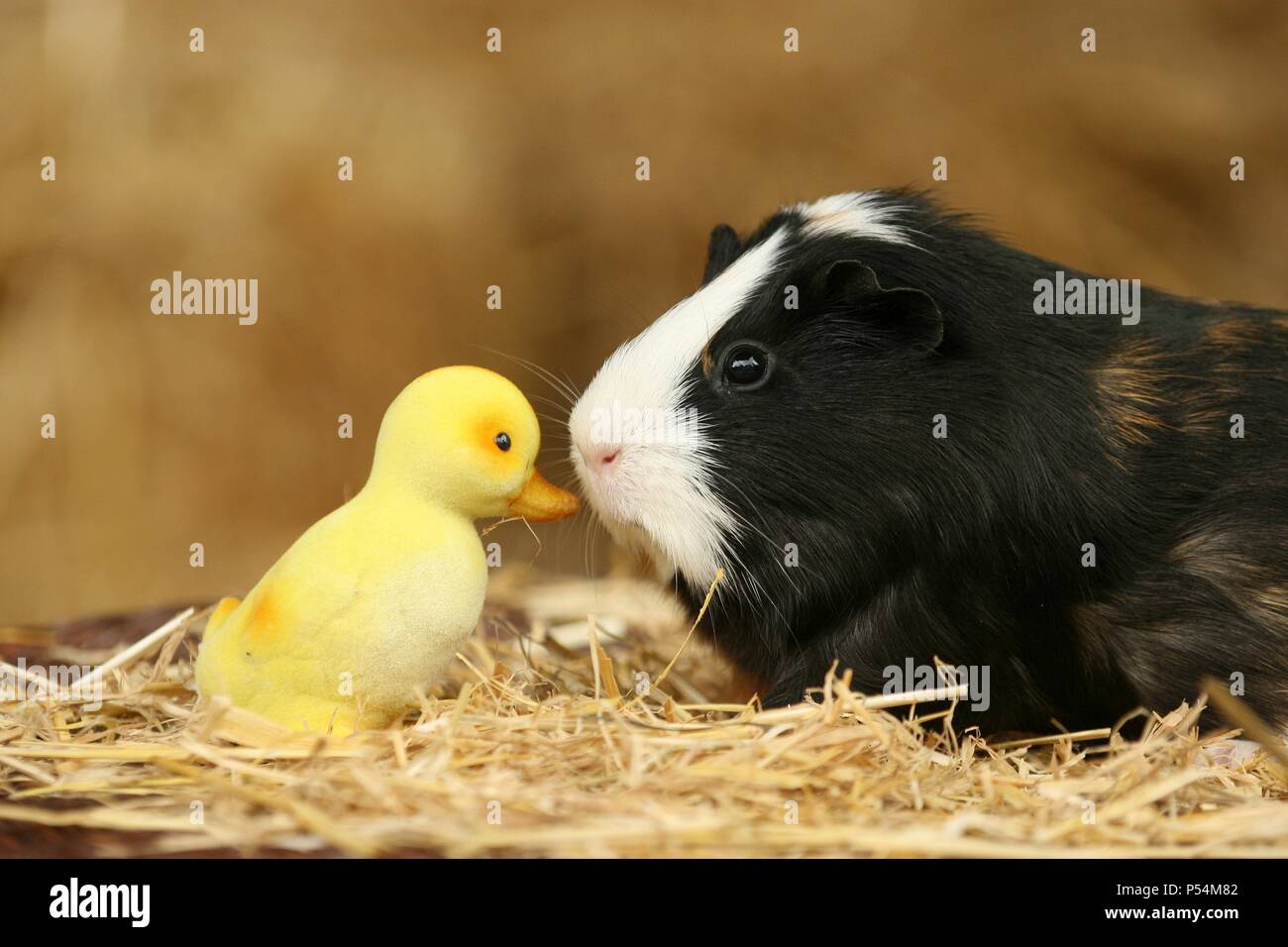 Guinea Pig Funny High Resolution Stock Photography And Images Alamy