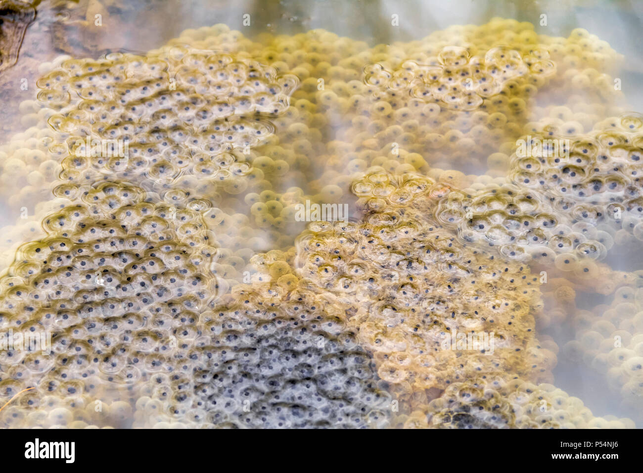 Cluster of frogspawn hi-res stock photography and images - Alamy