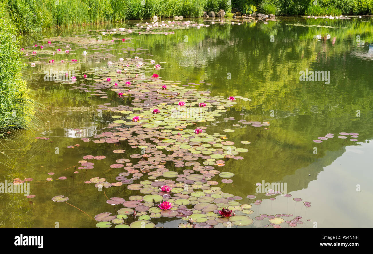 Nymphaea ( water lilies) - waterlily , Aquatic vegetation, water plants Stock Photo