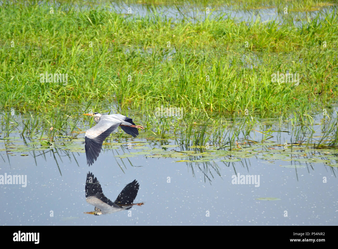 Heron in flight at Ouse Washes Nature Reserve, Cambridgeshire, Norfolk. RSPB. Heron flying Stock Photo