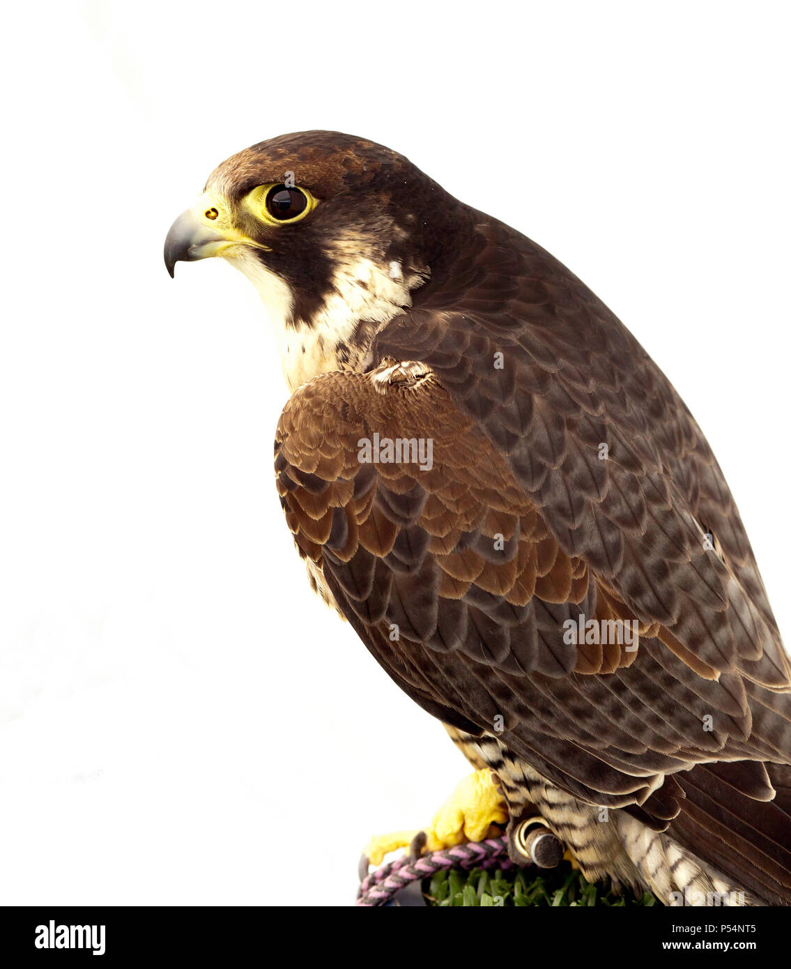 Close-up of a Peregrine Falcon (Falco peregrinus), in the Raptorxotics Birds of prey Tent, part of the Hilly Fields Summer Fair 2018 Stock Photo