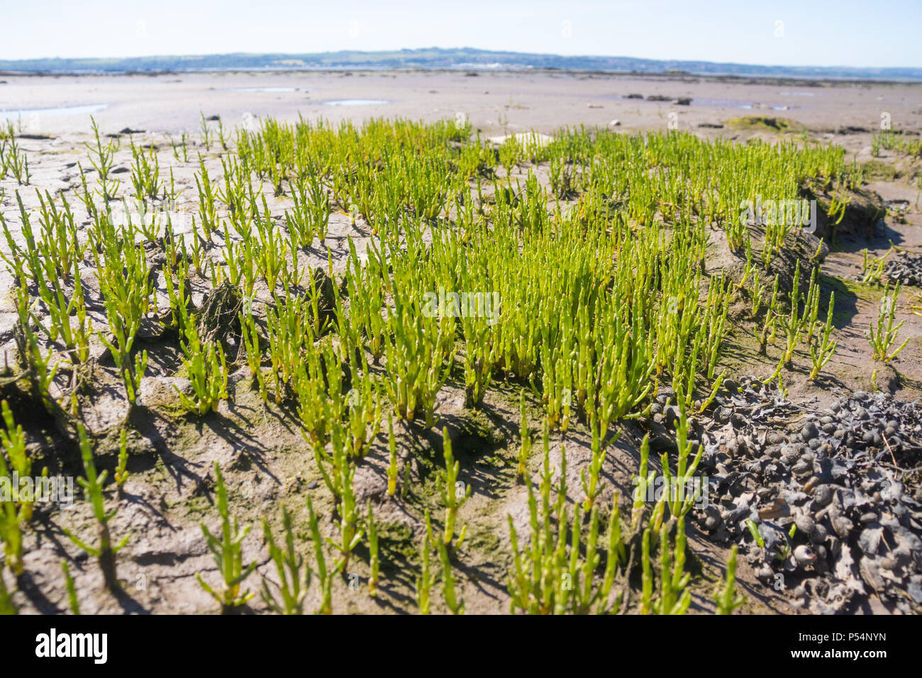 Samphire growing by the sea hires stock photography and images Alamy